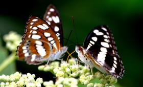 thumbs/butterfly-Common Sergeant courtship.jpg.jpg